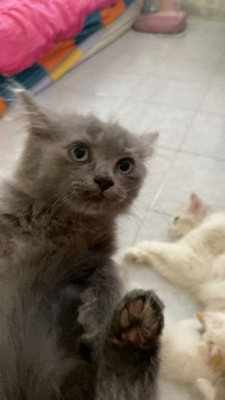 น้องแมว เปอร์เซีย  รูปที่ 3