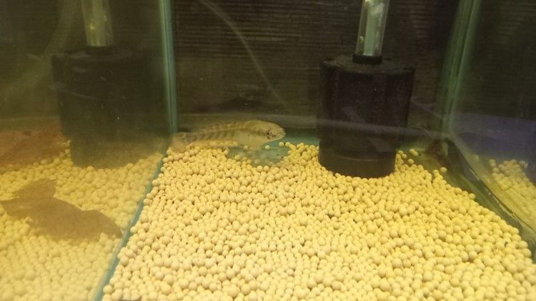 ปลาช่อนข้าหลวงเหลืองเซนทารั่ม รูปที่ 2