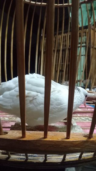 ยกเขาใหญ่ด่างครีม ขัน3-4กุก  รูปที่ 4