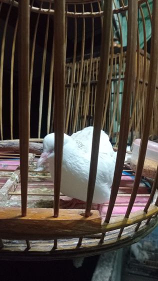 ยกเขาใหญ่ด่างครีม ขัน3-4กุก  รูปที่ 2