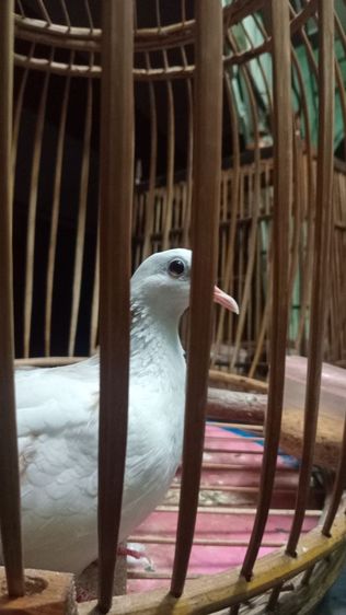 ยกเขาใหญ่ด่างครีม ขัน3-4กุก  รูปที่ 3