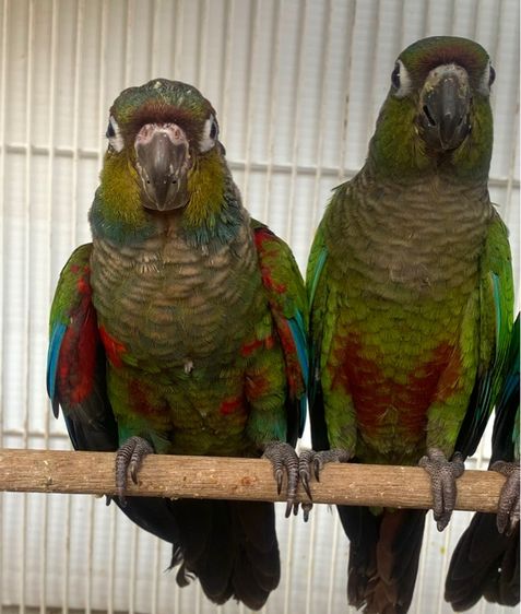 นกแก้ว กรีนชืต รูปที่ 4