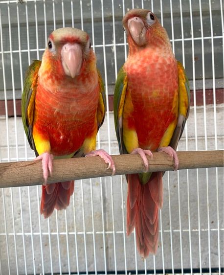 นกแก้ว กรีนชืต รูปที่ 2