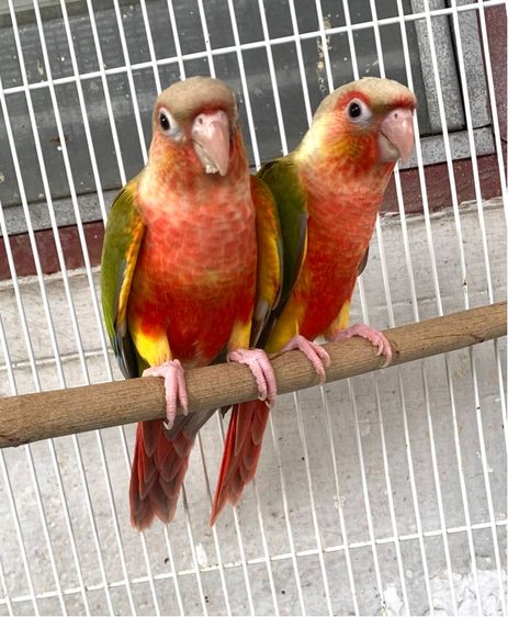 กรีนชีค นกแก้ว กรีนชืต