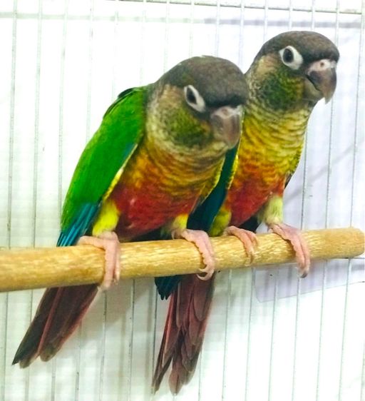 นกแก้ว กรีนชืต รูปที่ 6