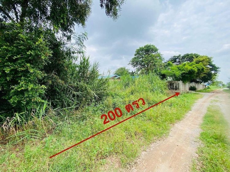 ใช่ ขายครับที่ดินสวยมาก 200 ตรว ผืนใหญ่ 4เหลี่ยมผืนผ้า  รูปที่ 4