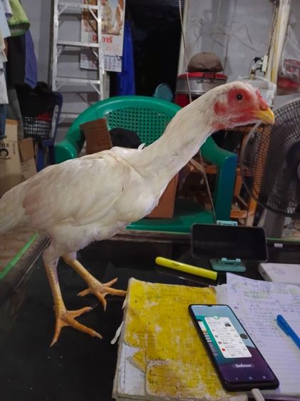 แม่พันธุ์ไก่ชนพม่าสีขาว เหล่าตีหูตีตา รอยสวย พร้อมไข่ รูปที่ 7