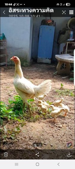 แม่พันธุ์ไก่ชนพม่าสีขาว เหล่าตีหูตีตา รอยสวย พร้อมไข่ รูปที่ 6