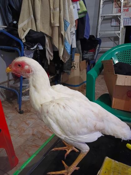 แม่พันธุ์ไก่ชนพม่าสีขาว เหล่าตีหูตีตา รอยสวย พร้อมไข่ รูปที่ 3