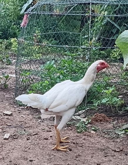 แม่พันธุ์ไก่ชนพม่าสีขาว เหล่าตีหูตีตา รอยสวย พร้อมไข่
