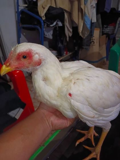 แม่พันธุ์ไก่ชนพม่าสีขาว เหล่าตีหูตีตา รอยสวย พร้อมไข่ รูปที่ 4