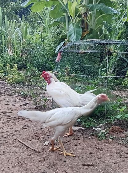 แม่พันธุ์ไก่ชนพม่าสีขาว เหล่าตีหูตีตา รอยสวย พร้อมไข่ รูปที่ 2