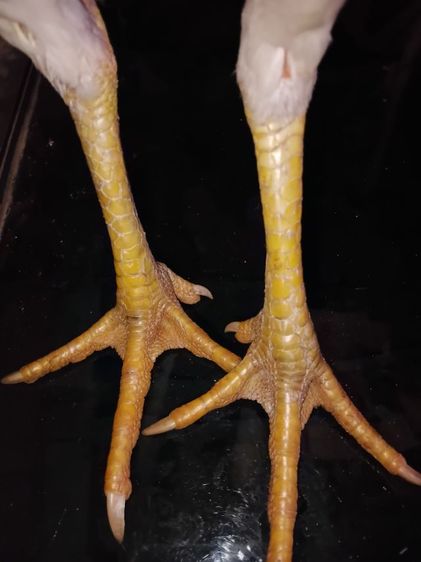 แม่พันธุ์ไก่ชนพม่าสีขาว เหล่าตีหูตีตา รอยสวย พร้อมไข่ รูปที่ 5