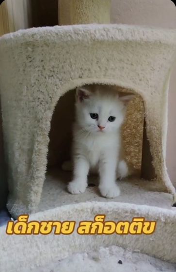 เด็กชาย สก็อตติช  รูปที่ 3