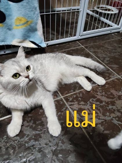 เด็กชาย สก็อตติช  รูปที่ 5