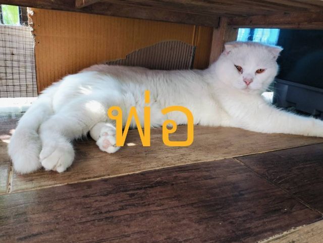 เด็กชาย สก็อตติช  รูปที่ 4