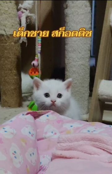 สก็อตติช โฟลด์ (Scottish Fold) เด็กชาย สก็อตติช 