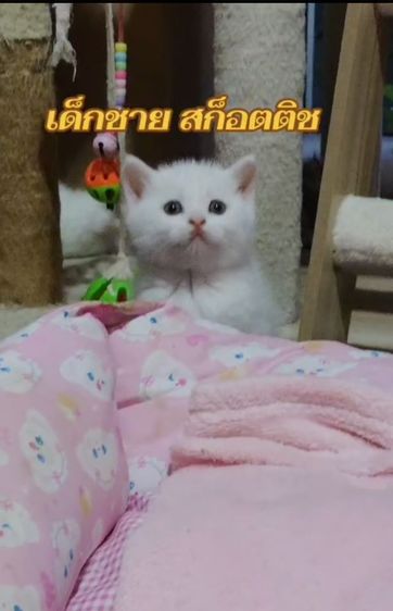 เด็กชาย สก็อตติช  รูปที่ 2