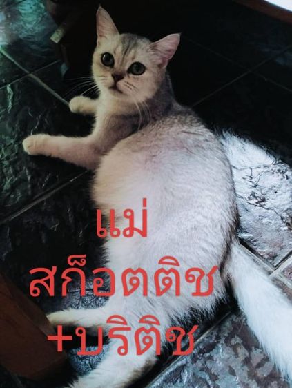 เด็กหญิง  สก็อตติช ขนยาว รูปที่ 3