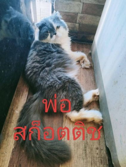 เด็กหญิง  สก็อตติช ขนยาว รูปที่ 4