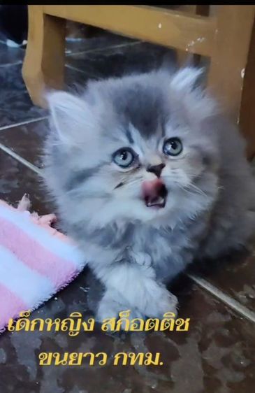 เด็กหญิง  สก็อตติช ขนยาว รูปที่ 2