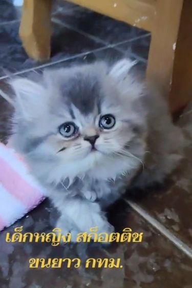 เด็กหญิง  สก็อตติช ขนยาว