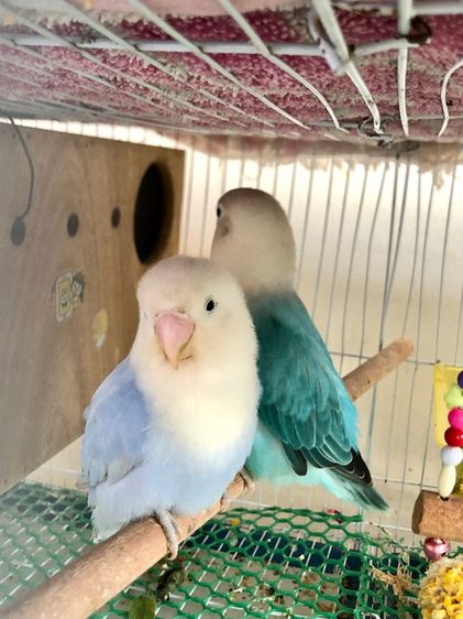 เลิฟเบิร์ดบ้านสวนซอย 11 เมืองชลบุรี รูปที่ 8