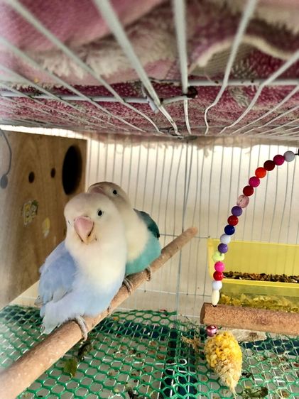 เลิฟเบิร์ดบ้านสวนซอย 11 เมืองชลบุรี รูปที่ 9