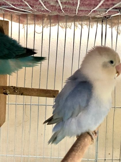 เลิฟเบิร์ดบ้านสวนซอย 11 เมืองชลบุรี รูปที่ 7