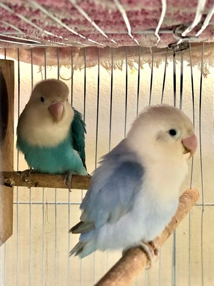 เลิฟเบิร์ดบ้านสวนซอย 11 เมืองชลบุรี รูปที่ 6