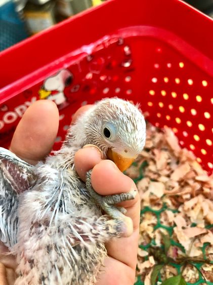 เลิฟเบิร์ดบ้านสวนซอย 11 เมืองชลบุรี รูปที่ 8