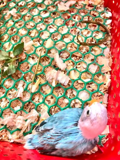 เลิฟเบิร์ดบ้านสวนซอย 11 เมืองชลบุรี รูปที่ 3