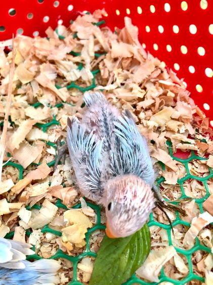 เลิฟเบิร์ดบ้านสวนซอย 11 เมืองชลบุรี รูปที่ 10