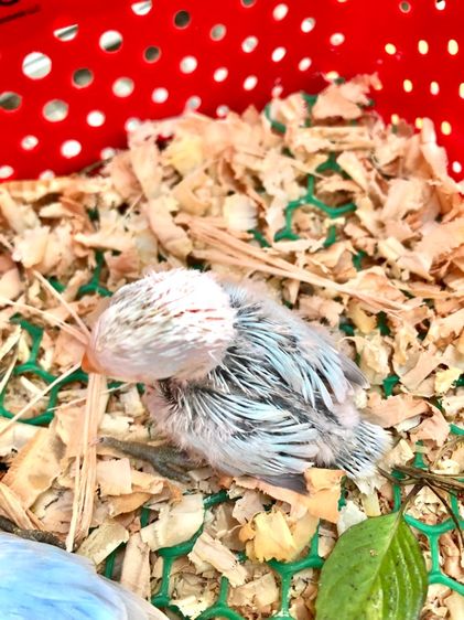 เลิฟเบิร์ดบ้านสวนซอย 11 เมืองชลบุรี รูปที่ 9