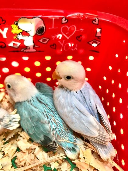 เลิฟเบิร์ดบ้านสวนซอย 11 เมืองชลบุรี รูปที่ 2