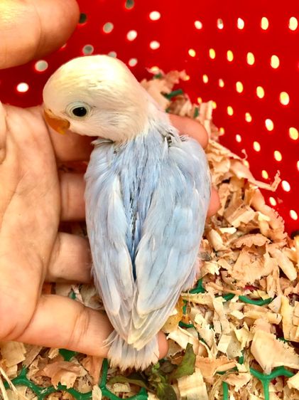 เลิฟเบิร์ดบ้านสวนซอย 11 เมืองชลบุรี รูปที่ 13