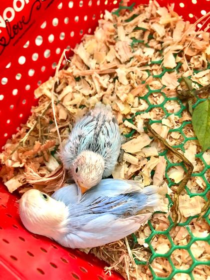 เลิฟเบิร์ดบ้านสวนซอย 11 เมืองชลบุรี รูปที่ 4