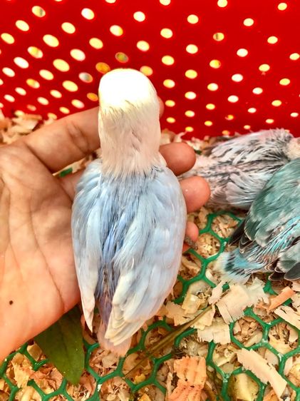 เลิฟเบิร์ดบ้านสวนซอย 11 เมืองชลบุรี รูปที่ 15