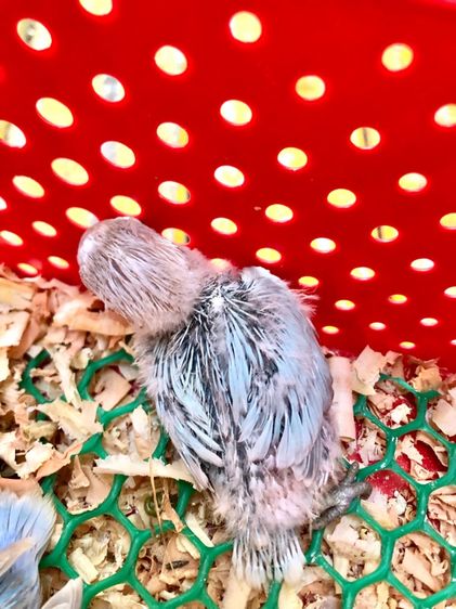 เลิฟเบิร์ดบ้านสวนซอย 11 เมืองชลบุรี รูปที่ 18