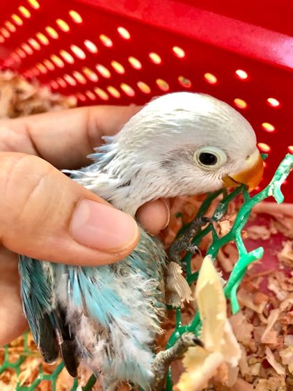 เลิฟเบิร์ดบ้านสวนซอย 11 เมืองชลบุรี รูปที่ 7