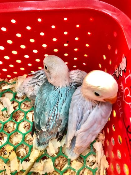 เลิฟเบิร์ดบ้านสวนซอย 11 เมืองชลบุรี รูปที่ 17