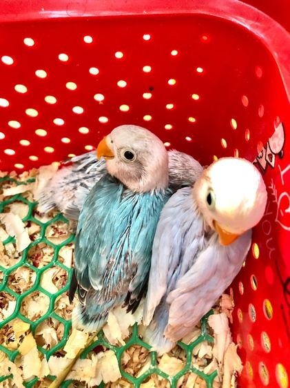 เลิฟเบิร์ดบ้านสวนซอย 11 เมืองชลบุรี รูปที่ 16