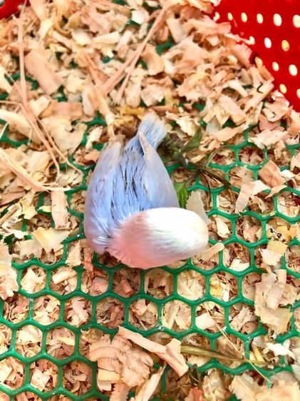 เลิฟเบิร์ดบ้านสวนซอย 11 เมืองชลบุรี รูปที่ 12