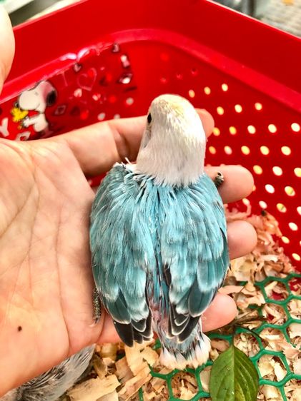 เลิฟเบิร์ดบ้านสวนซอย 11 เมืองชลบุรี รูปที่ 5