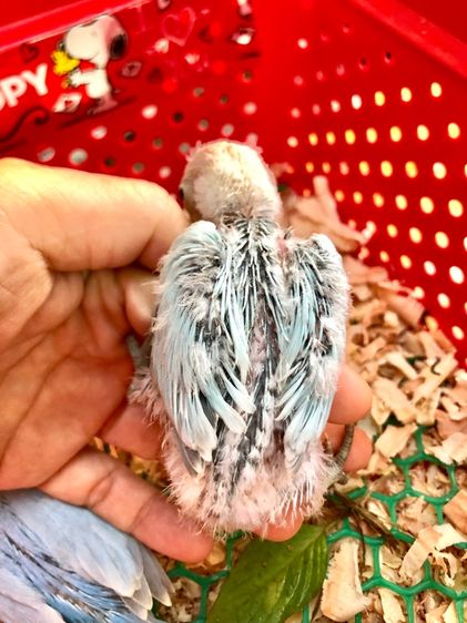 เลิฟเบิร์ดบ้านสวนซอย 11 เมืองชลบุรี รูปที่ 11