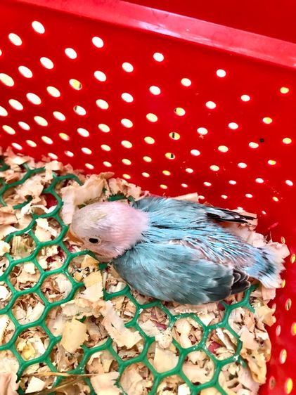 เลิฟเบิร์ดบ้านสวนซอย 11 เมืองชลบุรี รูปที่ 6