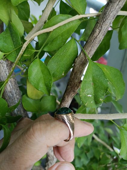 แหวนนาคแท้หัวหยกแท้ รูปที่ 12