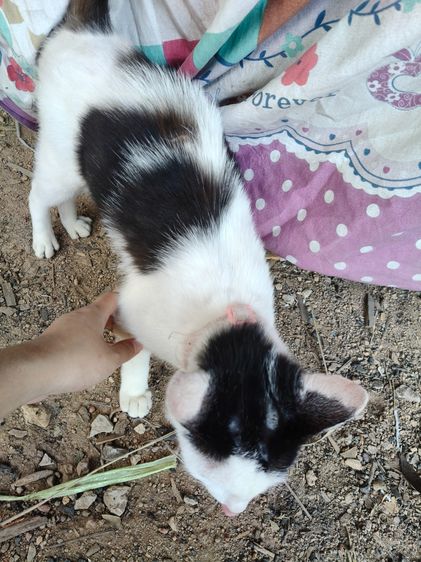 แมวน่ารัก รูปที่ 6