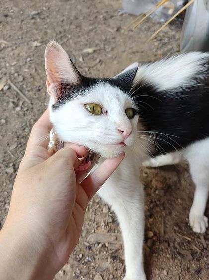 แมวน่ารัก รูปที่ 4