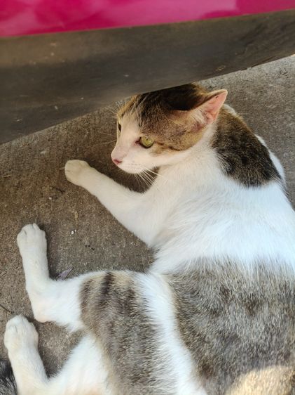 แมวน่ารัก รูปที่ 3